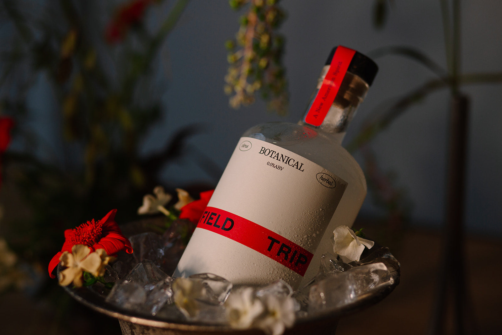 Field Trip: Where Ritual Meets Refreshment